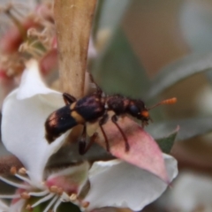 Eleale pulchra at QPRC LGA - 12 Nov 2023