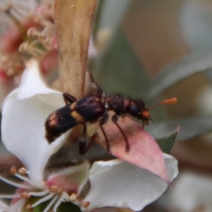 Eleale pulchra at QPRC LGA - 12 Nov 2023