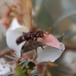 Eleale pulchra at QPRC LGA - 12 Nov 2023