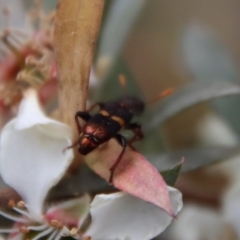 Eleale pulchra at QPRC LGA - 12 Nov 2023