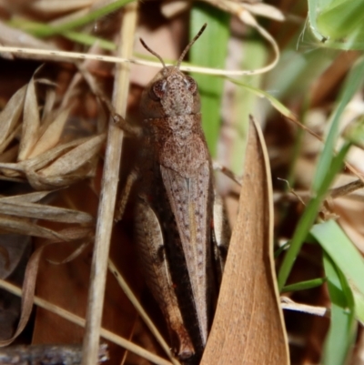 Cryptobothrus chrysophorus (Golden Bandwing) at Mongarlowe, NSW - 12 Nov 2023 by LisaH