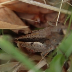 Cryptobothrus chrysophorus at QPRC LGA - 12 Nov 2023