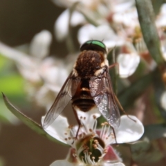 Bombyliidae (family) (Unidentified Bee fly) at Mongarlowe, NSW - 12 Nov 2023 by LisaH