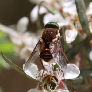 Bombyliidae (family) at QPRC LGA - suppressed