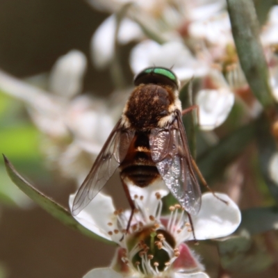 Bombyliidae (family) (Unidentified Bee fly) at Mongarlowe, NSW - 12 Nov 2023 by LisaH