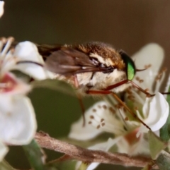 Bombyliidae (family) at QPRC LGA - suppressed