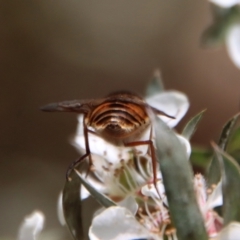 Bombyliidae (family) at QPRC LGA - suppressed