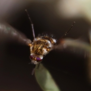 Bombyliidae (family) at QPRC LGA - 12 Nov 2023