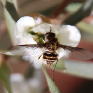 Bombyliidae (family) at QPRC LGA - 12 Nov 2023