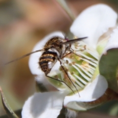 Bombyliidae (family) at QPRC LGA - 12 Nov 2023