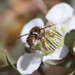 Bombyliidae (family) at QPRC LGA - 12 Nov 2023