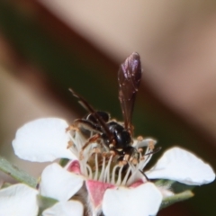 Lasioglossum (Australictus) tertium (Halictid bee) at Mongarlowe River - 12 Nov 2023 by LisaH