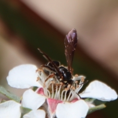 Lasioglossum (Australictus) tertium (Halictid bee) at QPRC LGA - 12 Nov 2023 by LisaH