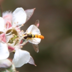 Sphaerophoria macrogaster (Hover Fly) at QPRC LGA - 12 Nov 2023 by LisaH