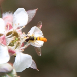 Sphaerophoria macrogaster at QPRC LGA - suppressed