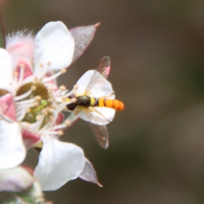 Sphaerophoria macrogaster (Hover Fly) at Mongarlowe, NSW - 12 Nov 2023 by LisaH