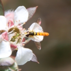 Sphaerophoria macrogaster at QPRC LGA - 12 Nov 2023