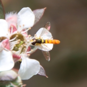 Sphaerophoria macrogaster at QPRC LGA - suppressed