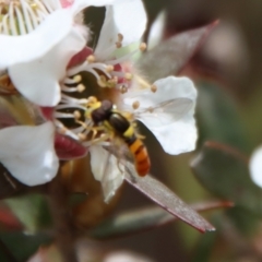 Sphaerophoria macrogaster at QPRC LGA - suppressed