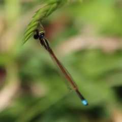 Ischnura aurora (Aurora Bluetail) at Mongarlowe, NSW - 12 Nov 2023 by LisaH