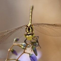 Austrogomphus guerini (Yellow-striped Hunter) at Mongarlowe, NSW - 12 Nov 2023 by LisaH