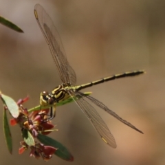 Austrogomphus guerini at QPRC LGA - suppressed