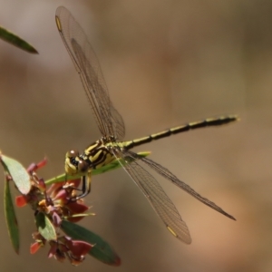 Austrogomphus guerini at QPRC LGA - suppressed