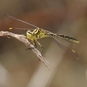 Austrogomphus guerini at QPRC LGA - suppressed