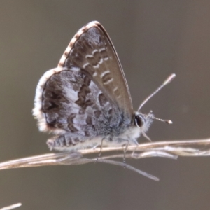 Neolucia agricola at QPRC LGA - suppressed