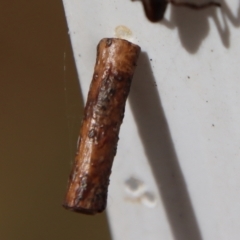 Hemibela (genus) (A Concealer moth) at Mongarlowe River - 12 Nov 2023 by LisaH