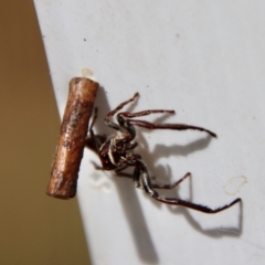 Hemibela (genus) at QPRC LGA - 12 Nov 2023