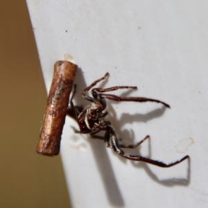 Opisthoncus grassator at QPRC LGA - suppressed