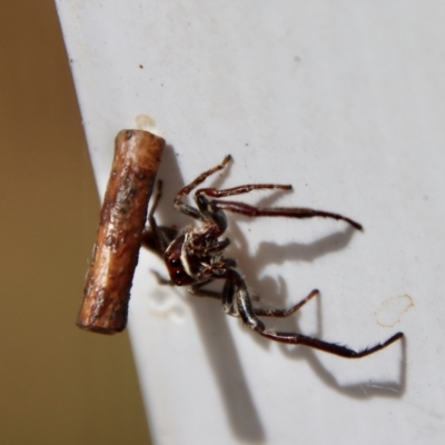 Opisthoncus grassator (Jumping spider) at Mongarlowe River - 12 Nov 2023 by LisaH