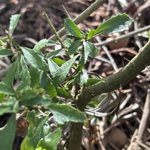 Melicytus dentatus at Kangaroo Valley, NSW - suppressed