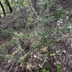 Melicytus dentatus at Kangaroo Valley, NSW - 13 Nov 2023