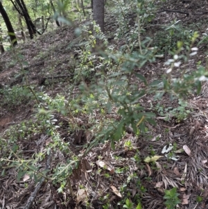 Melicytus dentatus at Kangaroo Valley, NSW - suppressed