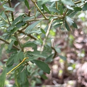 Melicytus dentatus at Kangaroo Valley, NSW - suppressed