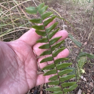 Pellaea falcata at Kangaroo Valley, NSW - 13 Nov 2023