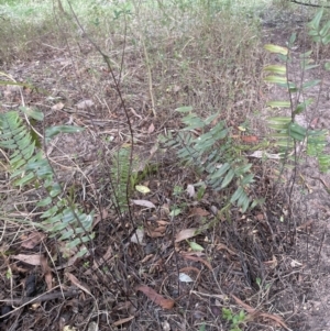 Pellaea falcata at Kangaroo Valley, NSW - 13 Nov 2023