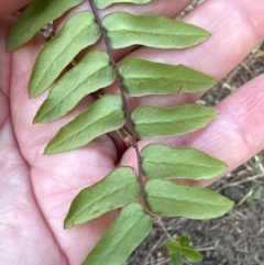 Pellaea falcata at Kangaroo Valley, NSW - suppressed