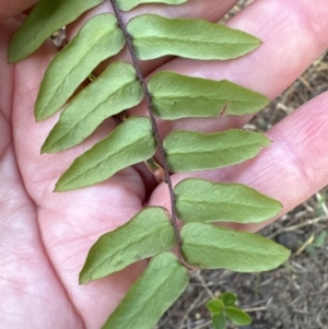 Pellaea falcata at Kangaroo Valley, NSW - 13 Nov 2023