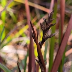 Lepidosperma sp. (A Sword Sedge) at Wapengo, NSW - 10 Nov 2023 by trevorpreston