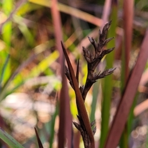 Lepidosperma sp. at Mimosa Rocks National Park - 11 Nov 2023