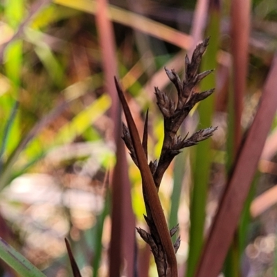 Lepidosperma sieberi (Sandhill Sword-sedge) at Mimosa Rocks National Park - 11 Nov 2023 by trevorpreston