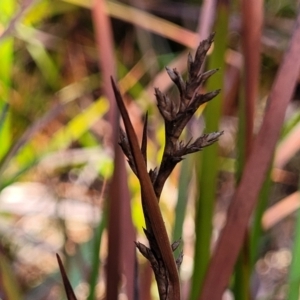 Lepidosperma sp. at Mimosa Rocks National Park - 11 Nov 2023