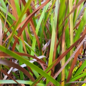 Lepidosperma sp. at Mimosa Rocks National Park - 11 Nov 2023