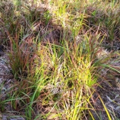 Lepidosperma sp. at Mimosa Rocks National Park - 11 Nov 2023