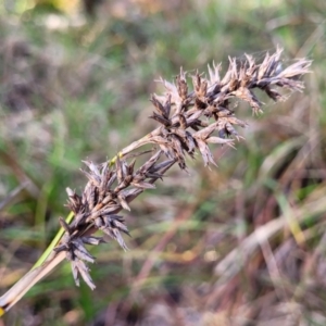 Lepidosperma sp. at Mimosa Rocks National Park - 11 Nov 2023