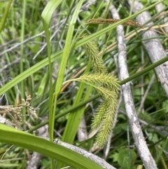 Carex fascicularis (Tassel Sedge) at Rendezvous Creek, ACT - 12 Nov 2023 by JaneR