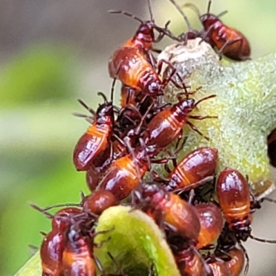 Oncopeltus (Oncopeltus) sordidus (Milk vine bug) at Mimosa Rocks National Park - 11 Nov 2023 by trevorpreston